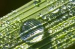 Macro Green Leaf With Drops Stock Photo