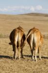 Brown Cows Stock Photo