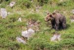 Brown Bear In Asturian Lands Stock Photo