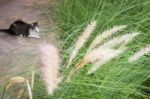 Grass Flower Background In Nature Stock Photo