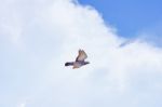 Pigeon Flies In The Blue Sky In A Sunny Day Stock Photo