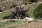 Sheep On The Otago Peninsula Stock Photo