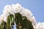 White Rhododendron Flowers Stock Photo