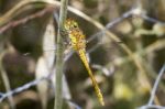 Red-veined Darter (sympetrum Fonscolombii) Stock Photo