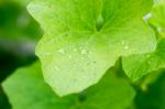 Yong Melon Seeding Damage By Insect Stock Photo