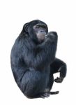 Chimpanzee Stock Photo