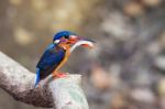 Blue-eared Kingfisher (female) Stock Photo