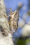 Cicada Insect Stock Photo