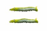 Green Worm White Background Isolated Stock Photo