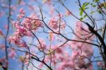 Pink Trumpet Tree Or Tabebuia Rosea Stock Photo