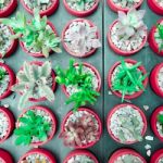 Small Various Green Cactus And Succulent Plant In Pink Rose Red Flower Pot. Top View - Flat Lay - Color Tone Stock Photo