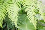 Fresh Green Fern Leaves In Garden Stock Photo