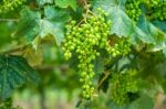 Young Green Grapes Stock Photo