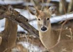 Beautiful Isolated Picture With Two Wild Deer In The Snowy Forest Stock Photo