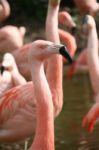 Flamingo Stock Photo