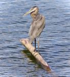 Image Of A Great Blue Heron Standing On A Log Stock Photo