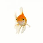 Gold Fish Stock Photo