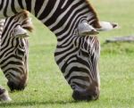 Two Beautiful Zebras Stock Photo