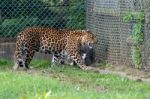 North Chinese Leopard  (panthera Pardus Japonensis) Stock Photo