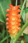 Orange  Siam Tulip Flower Or Curcuma Flower Stock Photo