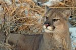 Cougar Stock Photo