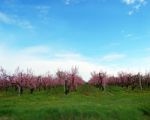 Spring Blossom Stock Photo