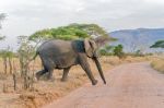 African Elephant In Serengeti National Park Stock Photo