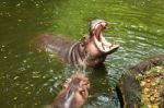 Hippopotamus Open Mouth In Water Stock Photo