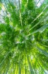 Bamboo Forest. Nature Background Stock Photo