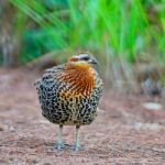 Male Mountain Bamboo Partridge Stock Photo