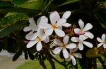 Frangipani,trees Stock Photo