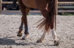 Horse Legs On Dirt Stock Photo