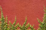 Climbing Ficus Pumila On Red Wall Stock Photo