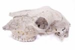 Sheep Skull Stock Photo