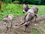 Donkey Family Stock Photo