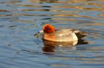 Eurasian Wigeon (anas Penelope) Stock Photo