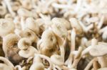 Mushrooms In Farm Stock Photo