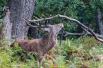 The Deer Of Richmond Park Stock Photo