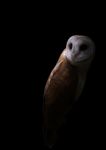 Common Barn Owl In The Dark Stock Photo