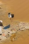 Black Necked Stilt In The Galapagos Stock Photo