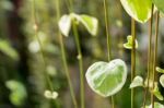 Cute Green Leaves In Natural Heart Shape. Greenery Color Plant Background Stock Photo