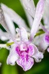 Dendrobium Orchid Hybrids Is White With Pink Stripes Stock Photo