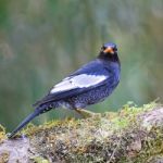 Male Grey-winged Blackbird Stock Photo