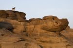 Dog On Rocks Stock Photo