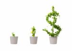 Growing Dollar Tree Stock Photo