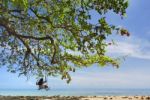 Swing Under Tree And Sea Stock Photo