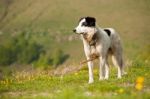 Shepherd Dog Stock Photo