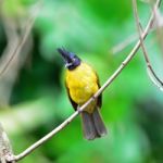 Black-crested Bulbul Stock Photo