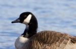 Beautiful Portrait Of A Canada Goose Stock Photo