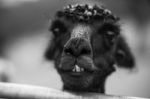 Alpaca In A Field. Black And White  Stock Photo